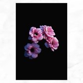 De Muurdecoratie - Roze Bloemen Met Waterdruppels - Bloemen Schilderijen - Muurdecoratie Canvas - 50x70 cm - Minimalisme - Schilderijen Woonkamer - Wanddecoratie