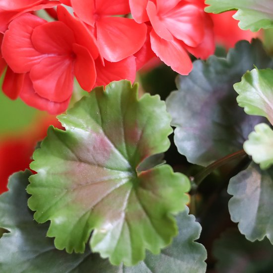 Geranium kolom kunstplant 120cm UV rood | bol