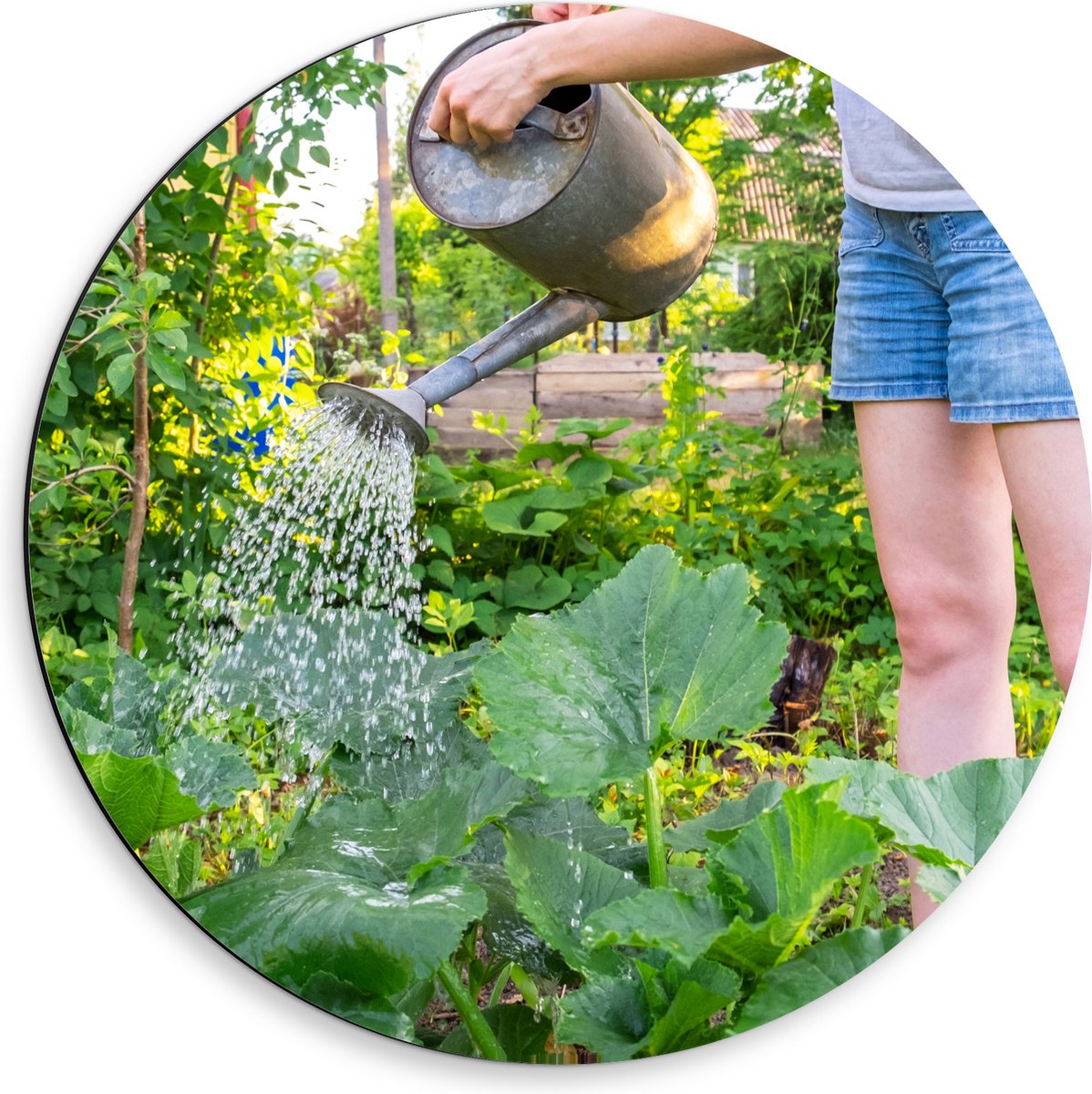 Dibond Muurcirkel - Tuin - Bloemen - Planten - Gieter - Water - Groen - 50x50 cm Foto op A