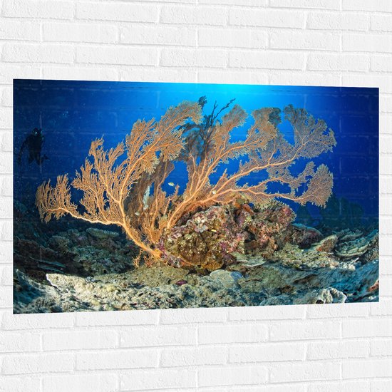 Muursticker - Oceaan - Zee - Onderwaterleven - Koraal - Duiken - Kleuren - 120x80 cm Foto op Muursticker