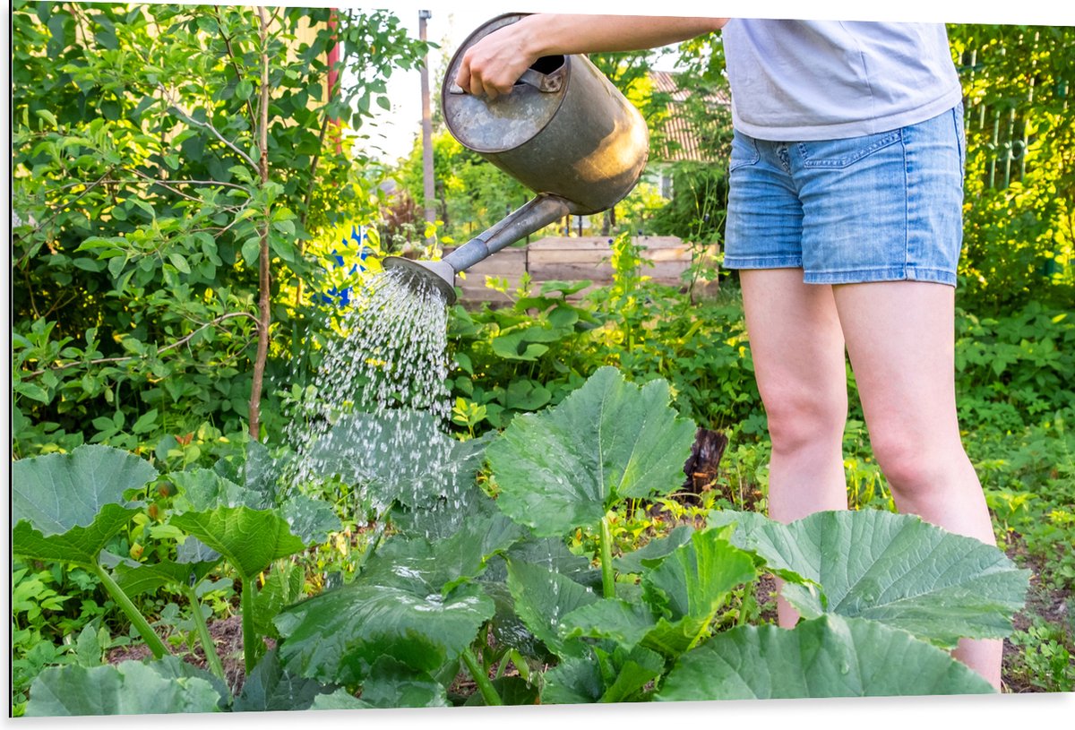 Dibond - Tuin - Bloemen - Planten - Gieter - Water - Groen - 105x70 cm Foto op Aluminium (