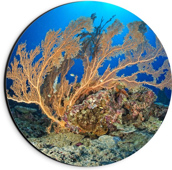 Dibond Muurcirkel - Oceaan - Zee - Onderwaterleven - Koraal - Duiken - Kleuren - 20x20 cm Foto op Aluminium Muurcirkel (met ophangsysteem)