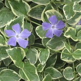 24 x Grootbladige maagdenpalm 'Variegata' - Vinca major 'Variegata' pot 9x9cm, voor 3m² : Een kleurrijke bodembedekker voor de lente.