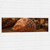 Muursticker - Schelp - Closeup - Zand - Strand - 120x40 cm Foto op Muursticker