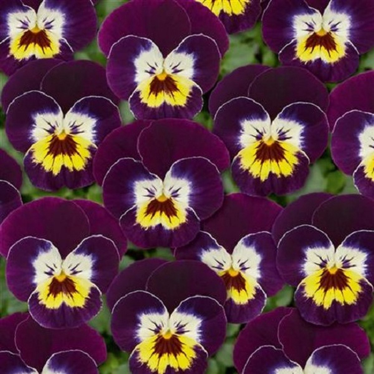 Viola x cornuta Twix® Deep Purple Cream Face F1