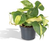 Groene plant – Gatenplant (Philodendron Brasil) – Hoogte: 15 cm – van Botanicly