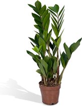 ZZ plant – Zamioculcas Zamifoliia (Zamioculcas Zamifoliia) – Hoogte: 40 cm – van Botanicly