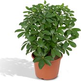 Groene plant – Vingerboom (Schefflera arb. Nora) – Hoogte: 50 cm – van Botanicly
