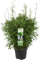 Grassen en bodembedekkers – Bamboe (Fargesia Moontears) – Hoogte: 70 cm – van Botanicly