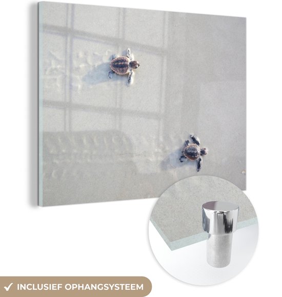 MuchoWow® Glasschilderij 160x120 cm - Schilderij acrylglas - Twee kleine schildpadden - Foto op glas - Schilderijen