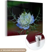 Gros plan d'une nigelle bleu vif Plexiglas 40x30 cm - petit - Tirage photo sur Glas (décoration murale plexiglas)