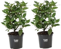 2 planten eetbare Laurier - keukenlaurier - Laurus nobilis - potmaat 14cm