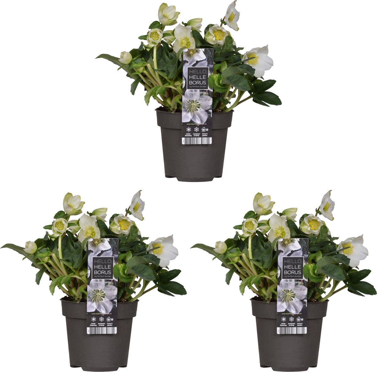 Bloomique - Set van 3 - Helleborus Niger Christmas Carol - Kerstroos - Tuinplanten - Winterhard - Winterbloeiend - Groenblijvend - Hoogte 20-30 cm - Pot 12 cm