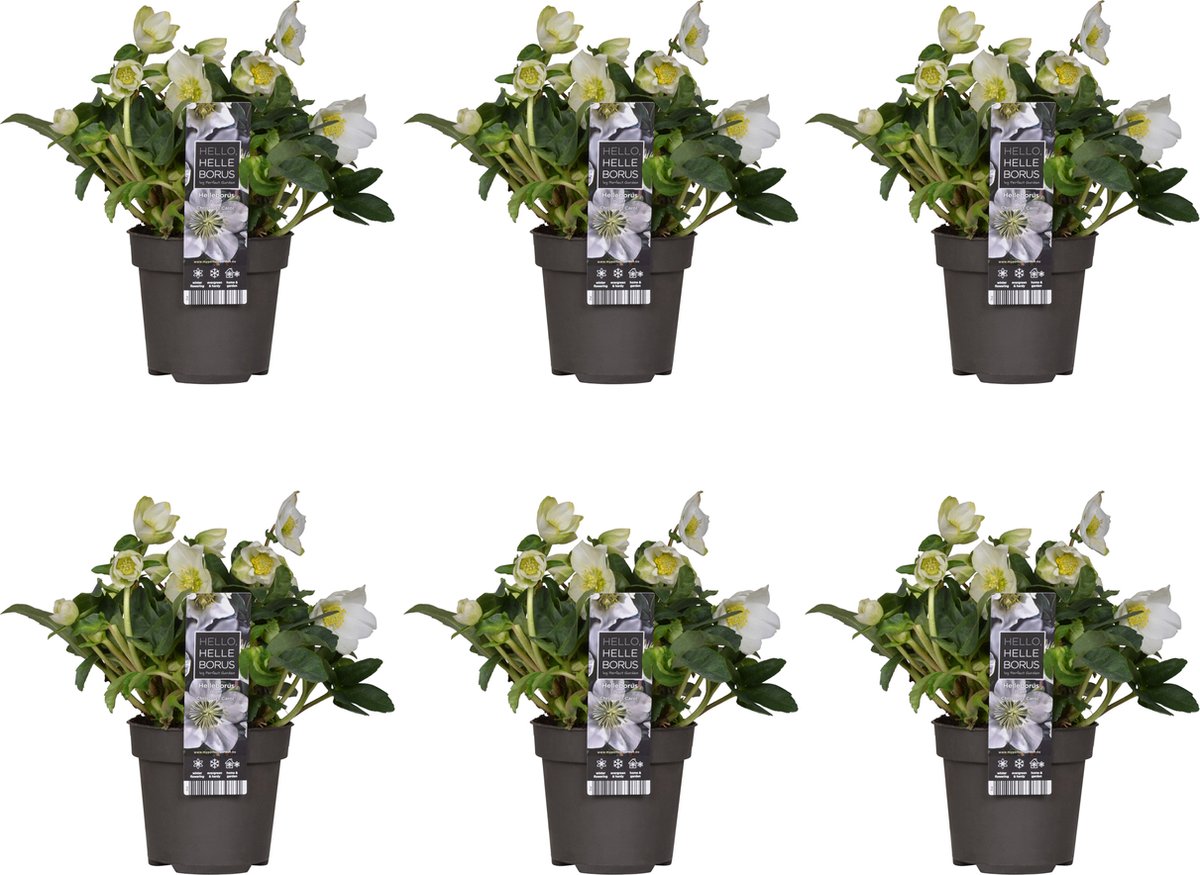 Bloomique - Set van 6 - Helleborus Niger Christmas Carol - Kerstroos - Tuinplanten - Winterhard - Winterbloeiend - Groenblijvend - Hoogte 20-30 cm - Pot 12 cm