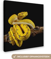 Python arbre jaune devant toile fond noir 2cm 90x90 cm - impression photo sur toile peinture Décoration murale salon / chambre à coucher) / Animaux sauvages Peintures Toile