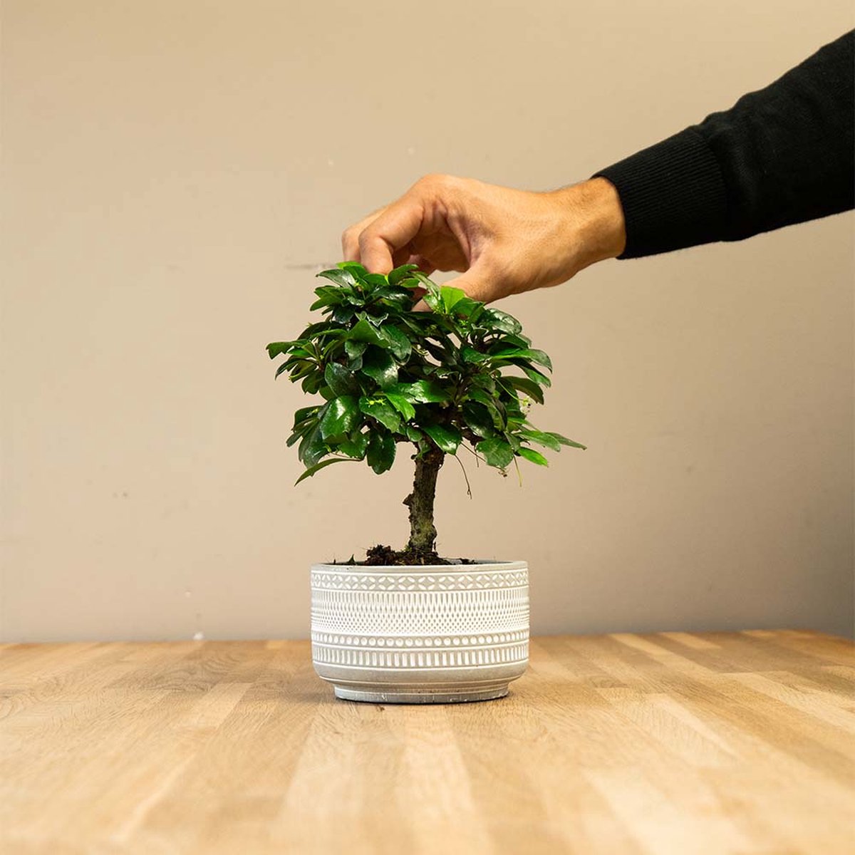 Vind mini bonsai kunstplant op - april 2026
