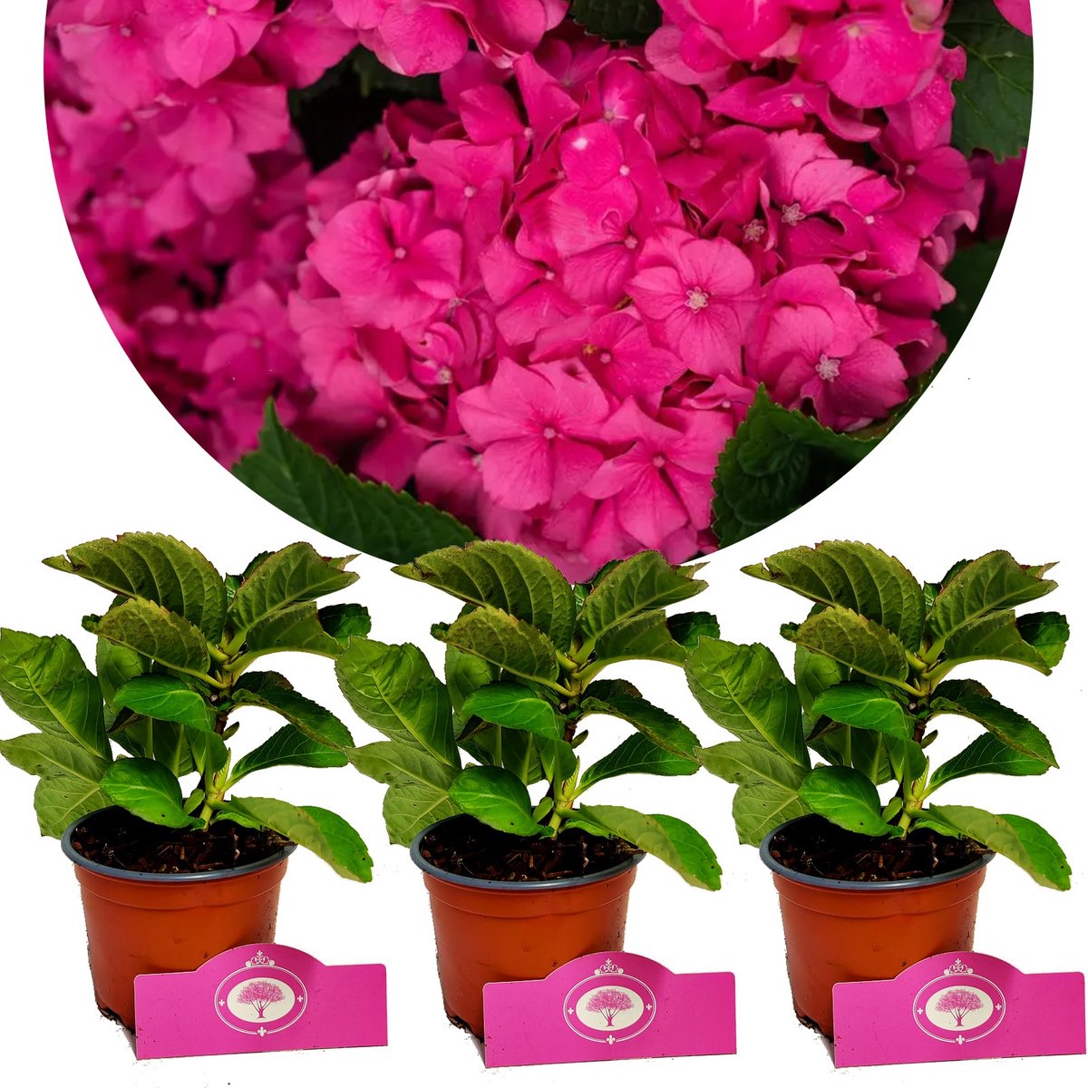 Set van 3 Hortensia's - Hydrangea macrophylla ‘Charm’ - bolhortensia - Hoogte 25cm - 9cm pot