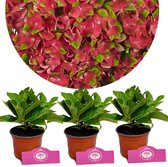 Set van 3 Hortensia's - Hydrangea macrophylla ‘Glossy lips’ - bolhortensia - Hoogte 25cm - 9cm pot
