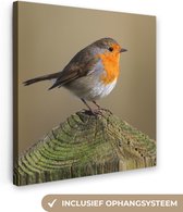 Canvas Schilderij Vogels - Roodborstje - Natuur - Lente - 50x50 cm - Muurdecoratie