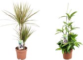 Goed & Groen - Combipakket - Dracaena Surculosa en Dracaena Bicolour -↨ 80cm - Potmaat 17 - Kwaliteit Planten - Kamer Plant - Kamerplanten - Sfeer