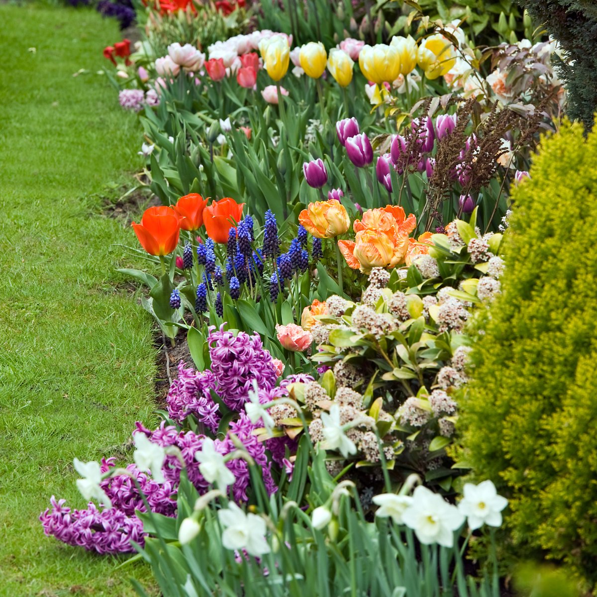 100 bloembollenpakket - tulpen, narcissen, hyacinten en bijzondere bolgewassen op Prijzenvolger.com
