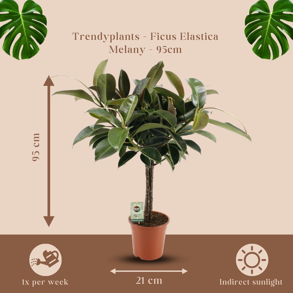 Ficus Elastica Tineke - Arbre à Caoutchouc Panaché, Pot 17 Cm, Hauteur 50 Cm, Plante D'intérieur Facile - 13
