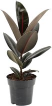 Trendyplants - Ficus Elastica Abidjan - Rubberboom - Kamerplant - Hoogte 45-65 cm - Potmaat Ø17cm