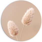 Wandcirkel pampas pluimen - Beige - Wanddecoratie woonkamer - Muurcirkel binnen - Rond schilderij - Ronde wanddecoratie - Muurcirkels - ⌀ 30 cm - Muurdecoratie cirkel - Ronde schilderijen