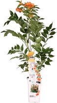 Hello Plants Campsis Tagliabuana Indian Summer Trompetklimmer - Klimplant - Ø 15 cm - Hoogte: 65 cm