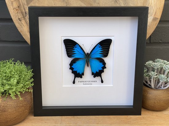 Lijst met opgezette vlinder " Papilio Ulysses " Entomologie - Taxidermie