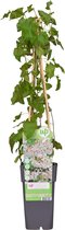 Hello Plants Fallopia Baldschuanica Bruidssluier - Ø 15 cm - Hoogte: 65 cm - Klimplant