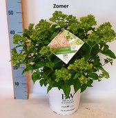 Hydrangea paniculata 'Little Lime' - Pluimhortensia - Buitenplant - Potmaat P23 - Hoogte 30-40 cm