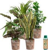 vdvelde.com - Urban Jungle - Makkelijk te verzorgen soorten - Kamerplanten 4 stuks - Ø 12 cm - Hoogte 30-40 cm in Eco potten + Kamerplantenvoeding