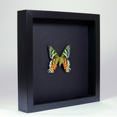 Opgezette Vlinder in Elegant Zwarte Lijst - Urania Ripheus