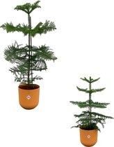 Set van 2 kerstbomen Verhaallijn Oranje ong. 100 cm hoog - Urban Jungle gevoel van Botanicly