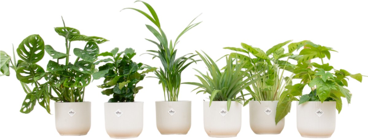 BOTANICLY Set van 6 Kamerplanten ELHO Vibes Wit ong. 30 cm hoog Urban Jungle gevoel van