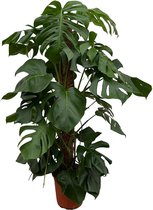 Loofboom – Japanse Esdoorn (Acer Palmatum) – Hoogte: 120 cm – van Botanicly