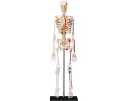 Anatomie Model - Anatomisch Model - Anatomisch Skelet