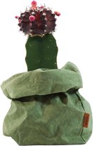 de Zaktus - cactus - Gymnocalycium mihanovichii - UASHMAMA® paperbag forest - maat M