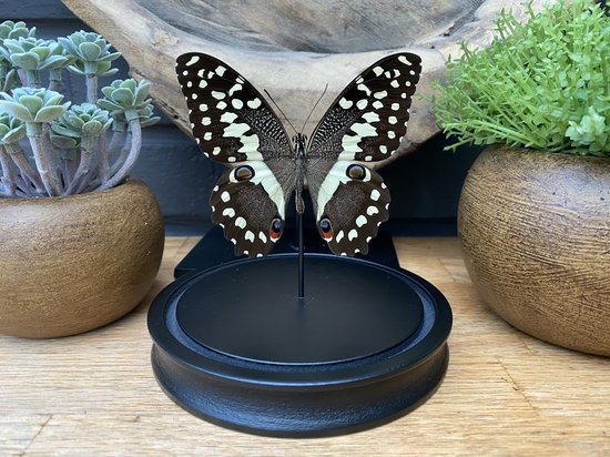 Glazen stolp met opgezette Papilio Demoleus