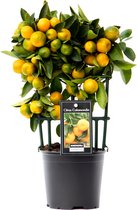 Goed & Groen - Citrus Calamondin op stam - ↨ 30cm - Potmaat 12 - Exclusieve Kwaliteit Planten - Kamer Plant - Kamerplanten - Sfeer - Interieur