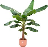 Bananenplant (Musa) inclusief elho Vibes Fold Round roze - Potmaat 30cm - Hoogte 150cm
