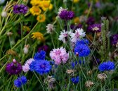 MRS Seeds & Mixtures Keizerskorenbloem - Centaurea moschata imperialis – groeihoogte: 50 – 70 cm – zoet geurend – eenjarige bloemen – trekt vlinders en bijen aan – gemakkelijk te kweken