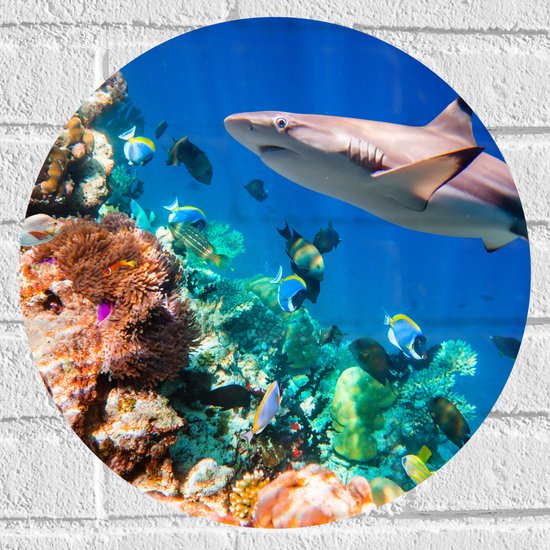 Muursticker Cirkel - Koraal - Vissen - Onderwater - Oceaan - Haai - 40x40 cm Foto op Muursticker