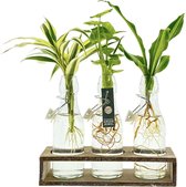 Planten op water in triple houder | Dracaena Sanderiana, Burley en Syngonium Golden