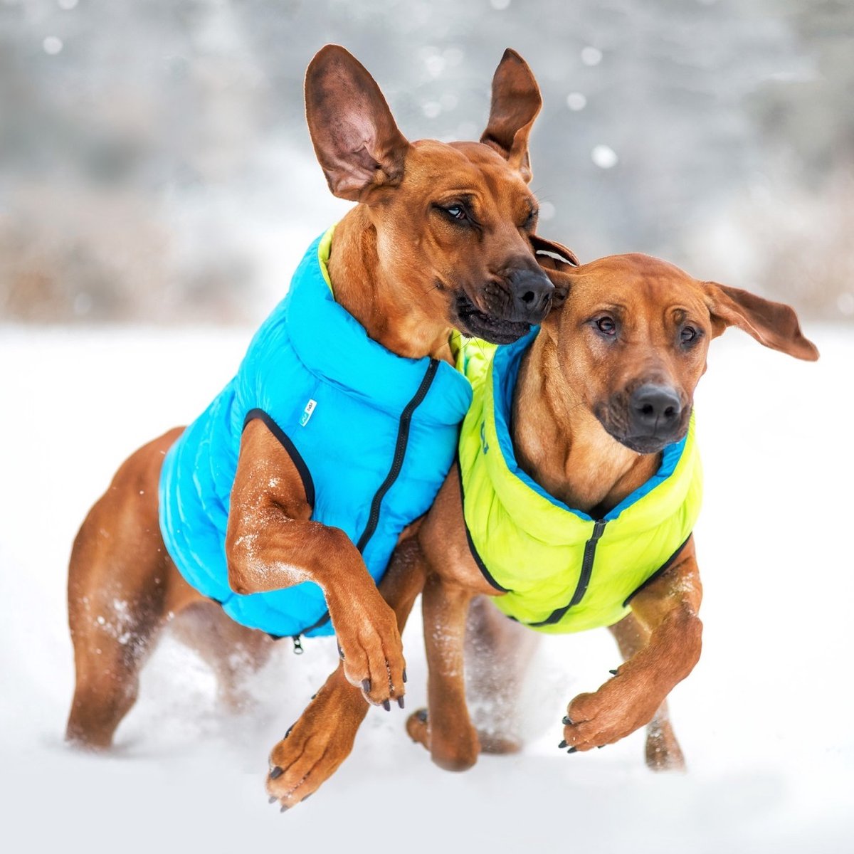 AiryVest Versatile Hondenjas / Hondenjack - Gevoerd - Omkeerbaar - Lime-Blue - Maat: M45 (GELIEVE ALVORENS BESTELLEN OPMETEN)