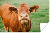 Affiche Vache - Marron - Herbe - 60x40 cm