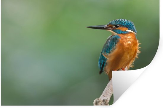 Stickers muraux - Film autocollant - Martin-pêcheur - Branches - Proie - 120x80 cm - Film adhésif - Stickers muraux Chambre d'enfant - Papier peint autocollant