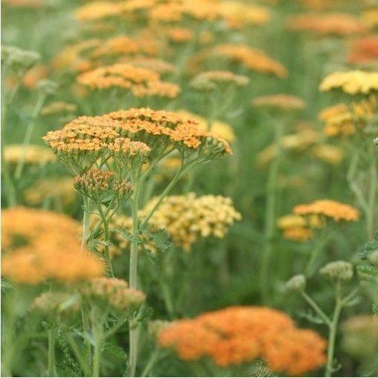 6x Achillea ‘Terra Cotta’ - Duizendblad - Pot 9x9 cm