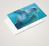 Cadeautip! Oceaan - Onderzee - Zeeleven Ansichtkaarten set 10x15 cm | 24 stuks